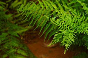 fern leaves forming a beautiful background