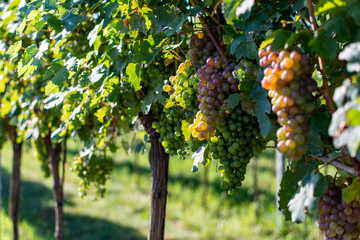Fototapeta na wymiar ripe dark grapes hanging on the vine. Harvest of future red wine in the vineyard in the sunshine