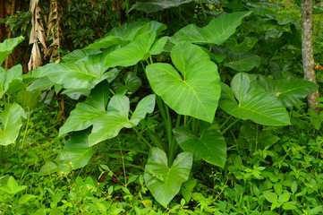 colocasia plants with huge leaves