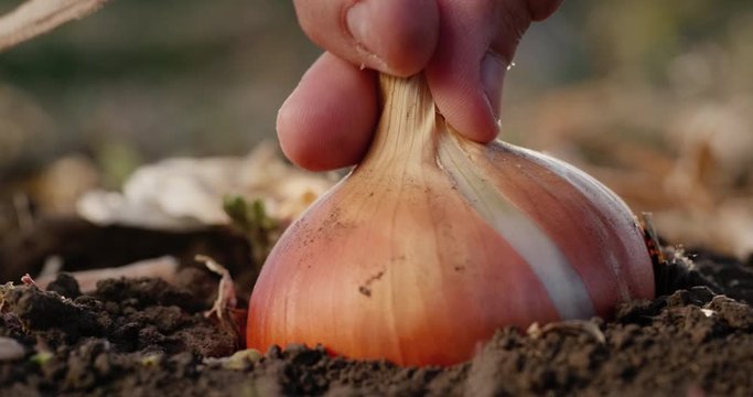 Farmer picks ripe onions from the ground. Slow motion video