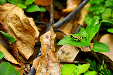 grasshopper on a leaf