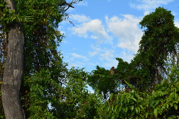 Proboscis monkey along the river cruise