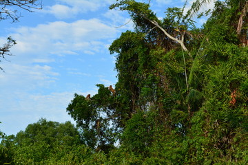 Proboscis monkey along the river cruise