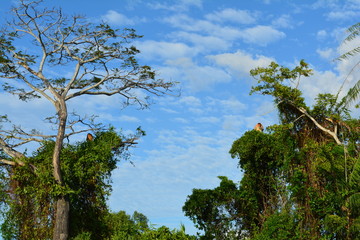 Proboscis monkey along the river cruise