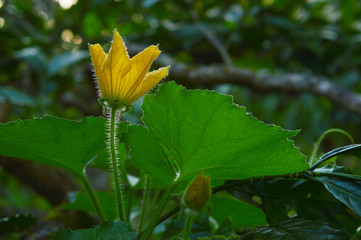 a beautiful flower of a pumpkin with some parts in focus