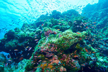 Obraz na płótnie Canvas One scene of coral reef