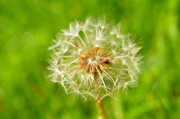 closeup of a dandelion seed