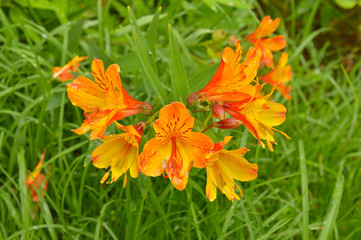a beautiful flower with some parts in focus