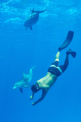 Fototapeta premium Swim with dolphins
