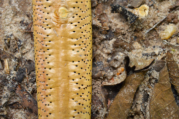 image shows a dry fruit from a tree on sandy surface