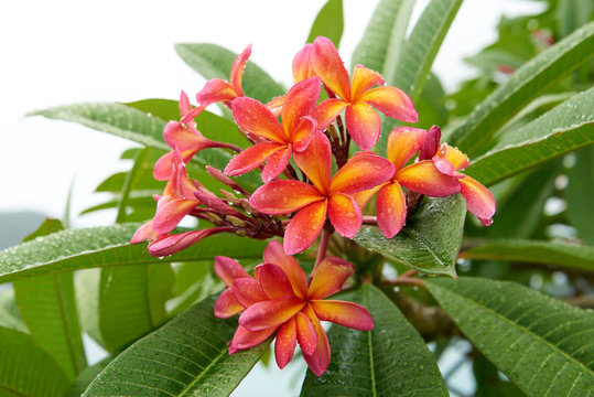 Plumeria wet in the rain