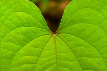 leaves forming a beautiful pattern