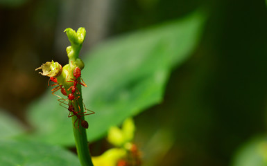 weaver ants on a branch