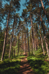 Pine forest under deep blue sky, evening sun near Vuoksa river close Imatra in the Leningrad region, Russia.