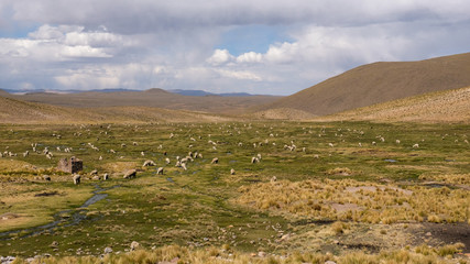 Alpacas grazing in field in Peru