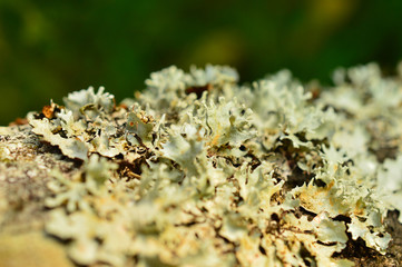 fungus growing on a tree bark
