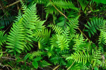fern leaves forming a beautiful background