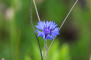 Chaber na zielonym tłe.