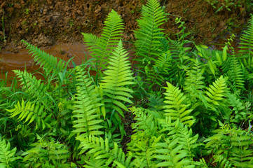 fern leaves forming a beautiful background