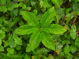 Fototapeta na wymiar leaves forming a beautiful pattern