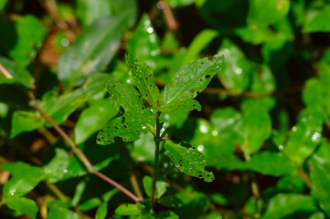 damaged leaves of a plant
