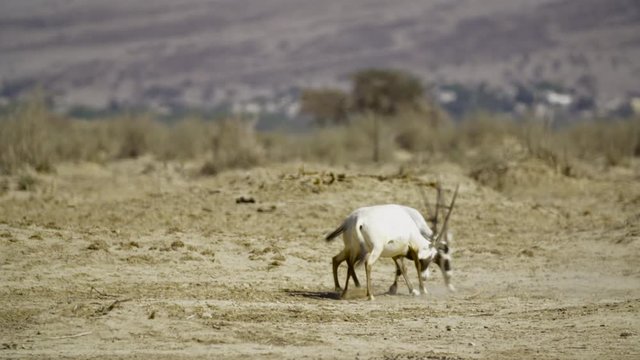 white oryx Oryx leucoryx in HiBar reserve Israel a male smells a female fleming
