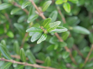 A close up on some leaves.