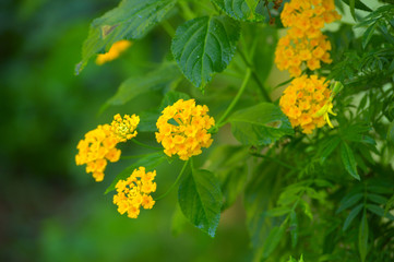 a beautiful flower with some parts in focus