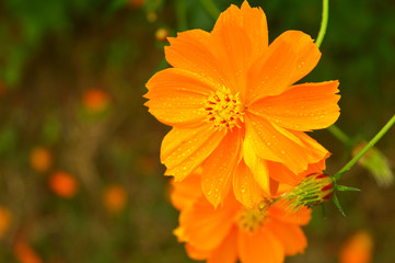 a beautiful flower with some parts in focus