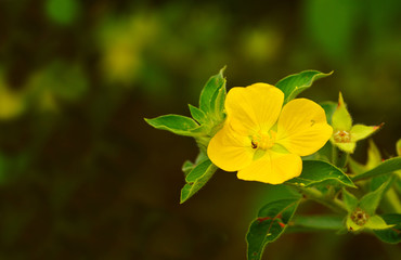 a beautiful flower with some parts in focus