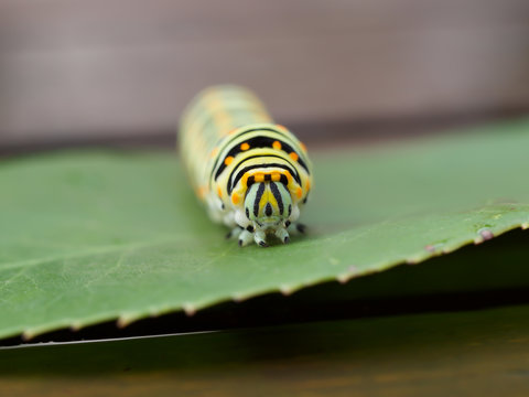 Fourth instar Black swallowtail butterly caterpillar on Dog Fennel, with its yellow osmeterium visible on its head for defense