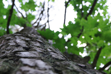 Beautiful green maple tree. Maple tree trunk view from bottom.
