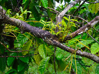 image of a branch with other plants on it in the rain