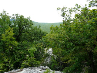 trees in the mountains