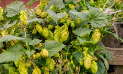 Blurred background. Hop cones on a green background. Summer concept. Photo wallpaper.