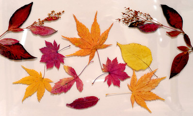 Fototapeta na wymiar Autumn leaves flat lay