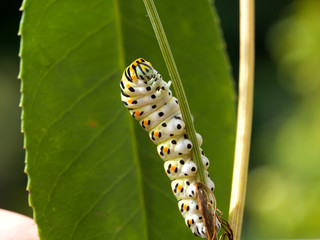 Fourth instar Black swallowtail butterly caterpillar on Dog Fennel, with its yellow osmeterium visible on its head for defense