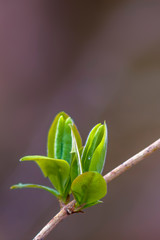 a fresh branch with green leaves in the forest