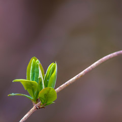 a fresh branch with green leaves in the forest