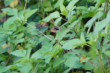 Close-up of dragonfly rested on dry branch. Anisoptera