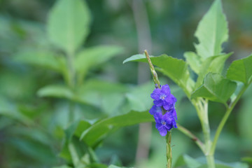 Close up of stachytarpheta jamaicensis flowers in bloom