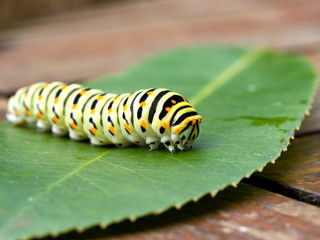 Naklejka premium Fourth instar Black swallowtail butterly caterpillar on Dog Fennel, with its yellow osmeterium visible on its head for defense