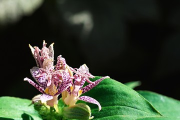 Nakrapiany kwiat trójsklepki owłosionej (Tricyrtis hirta)  - obrazy, fototapety, plakaty