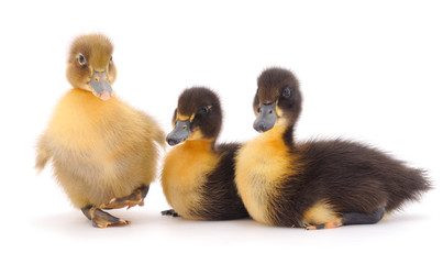 Little cute duckling.