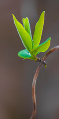 a fresh branch with green leaves in the forest
