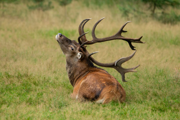 Deer, Red Deer, Mammal.