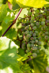 Green unripe grapes and leaves at vineyard