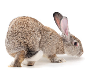 Obraz premium Gray rabbit isolated.