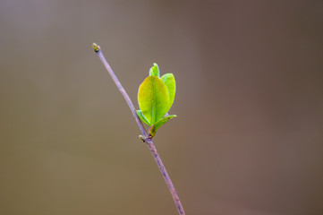 a fresh branch with green leaves in the forest