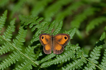 mariposa lobito jaspeado